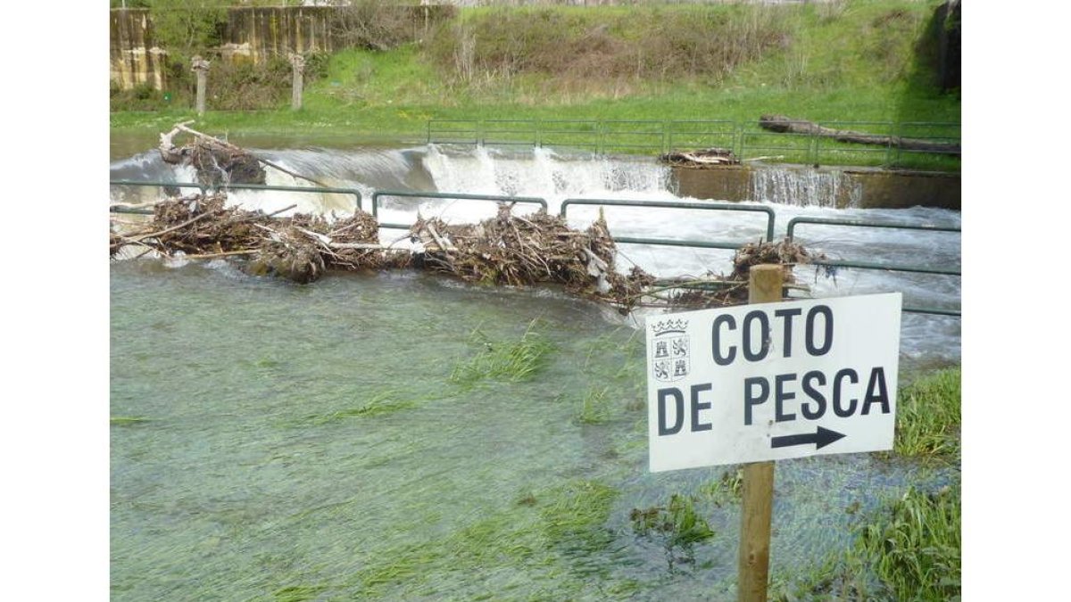 Los ríos con caudal regulado despiden este fin de semana la temporada de pesca.