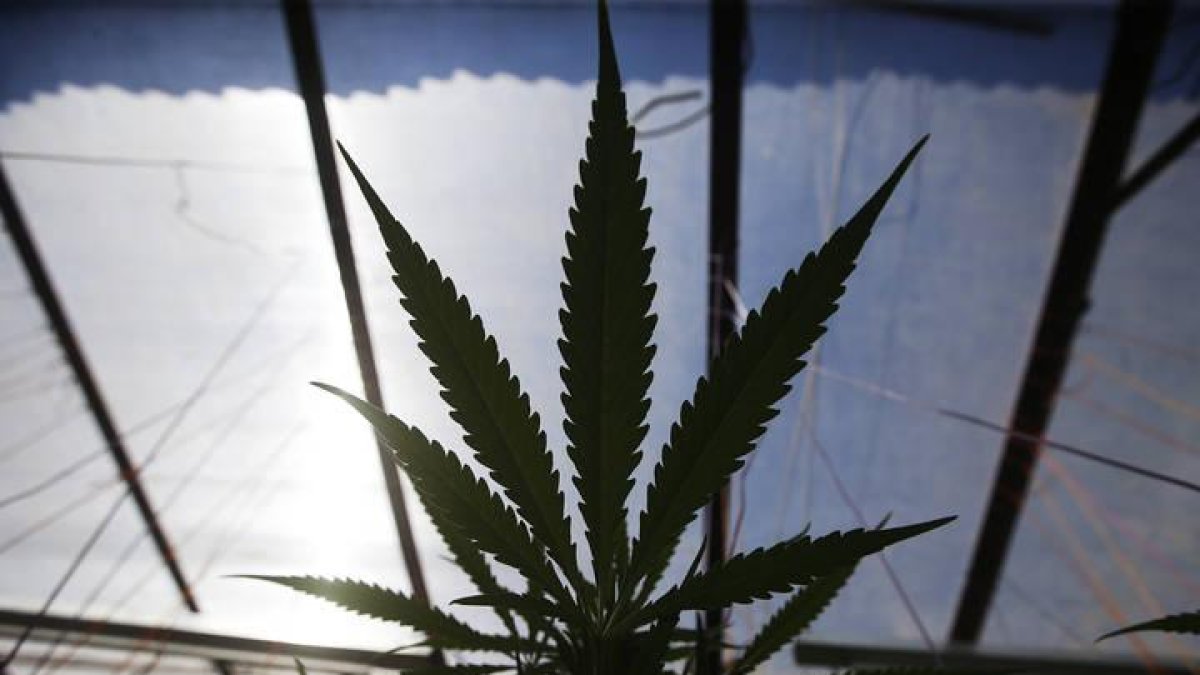 Una planta de marihuana