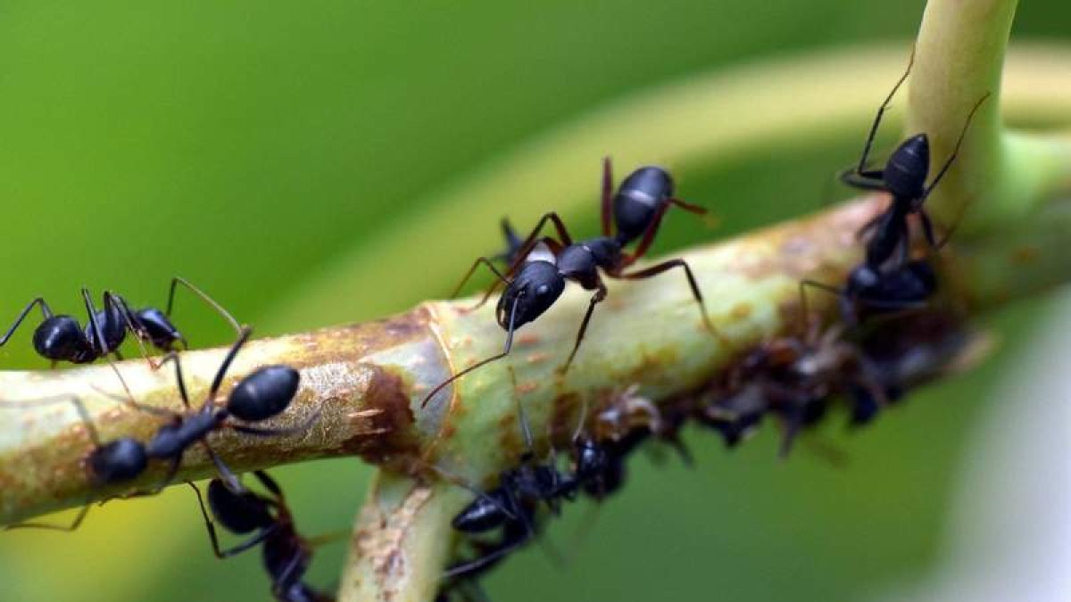 Imagen detalle de un grupo de hormigas, el objeto de estudio de la investigación científica. DL