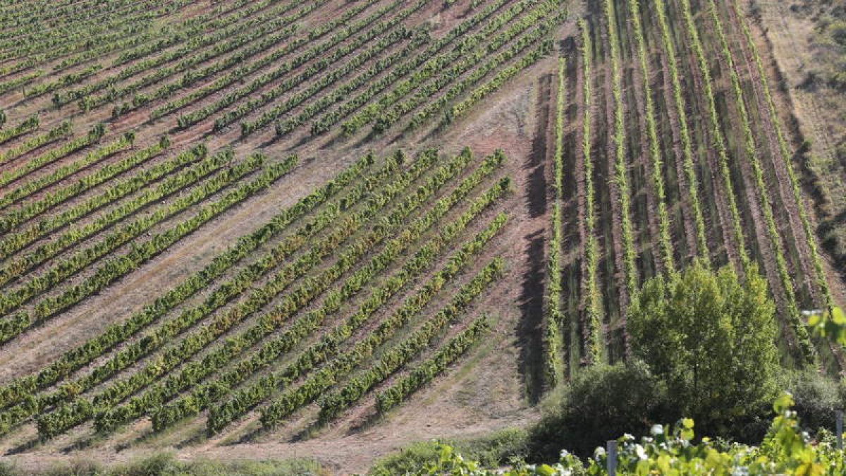 El nuevo reglamento tenderá a reconocer las diferencias entre las zonas de producción. L. DE LA MATA