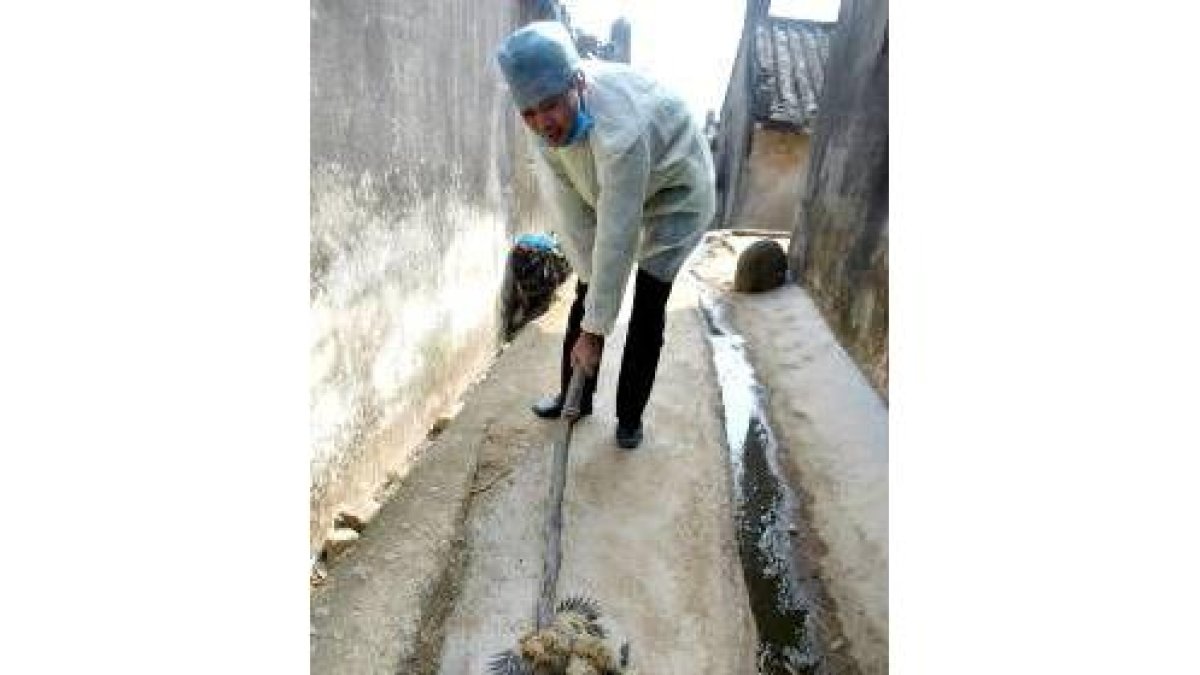 Un sanitario mata a un pollo en la región de Chaoan