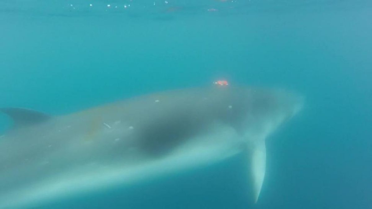 Una diminuta cámara colocada por primera vez en el cuerpo de una ballena escurridiza poco estudiada, muestra cómo se alimenta.