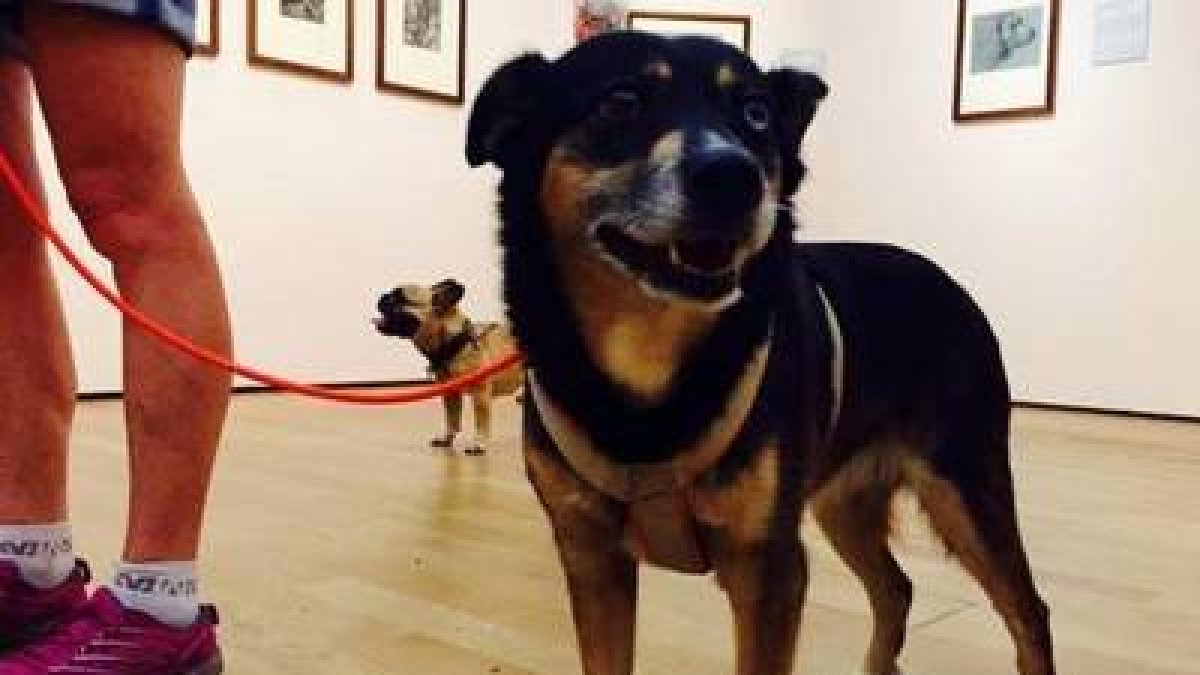 Un perro en el museo berlinés