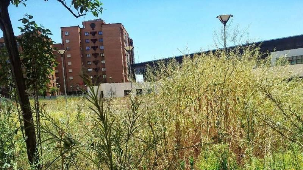 Un paraje público sin limpiar en el Polígono X.
