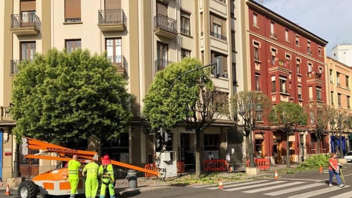 Poda de árboles en pleno julio en la avenida Gran Vía de San Marcos.