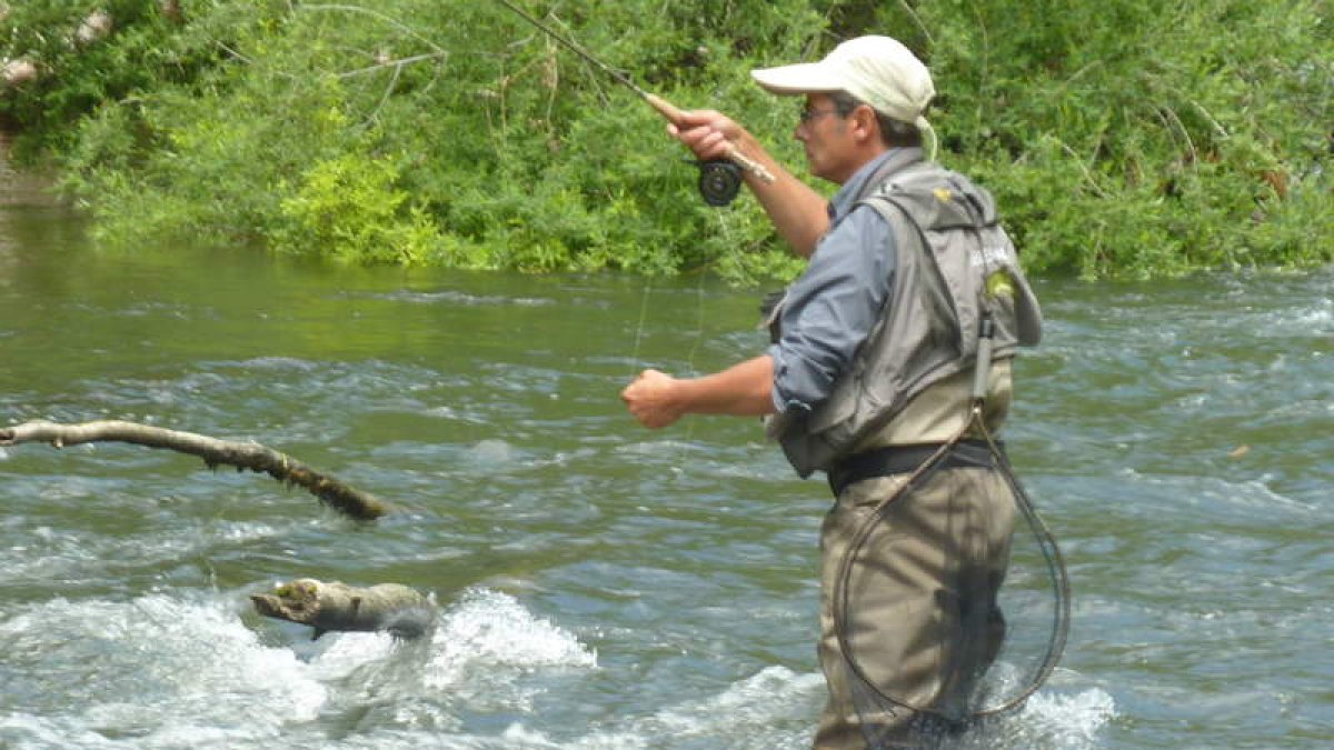 Un pescador entra en un cauce truchero para intentar una captura.