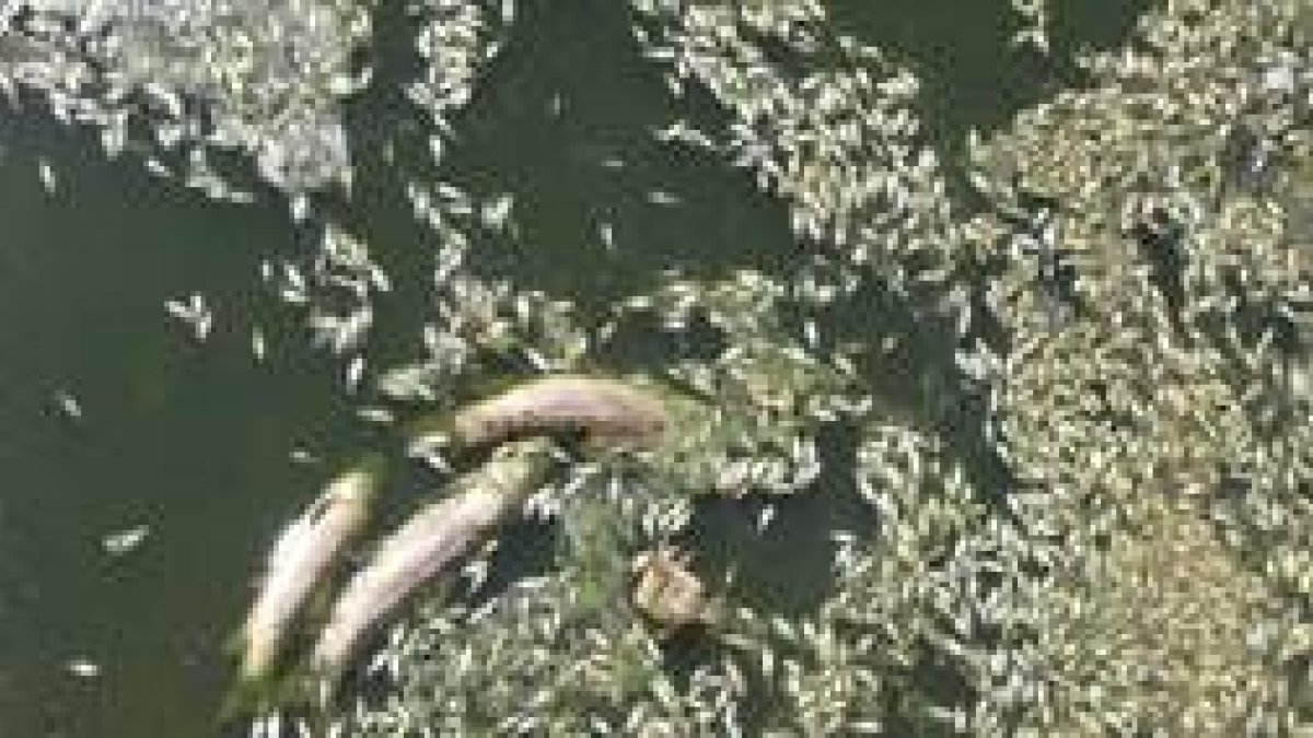 Alevines y peces de gran tamaño flotan muertos junto a la presa del embalse de la tabla