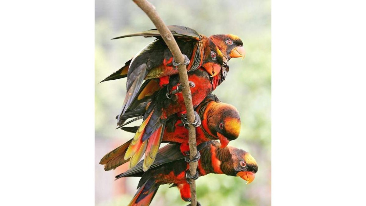 Cuatro pájaros Lori sombrío en un parque de Singapur. JONATHAN DRAKE