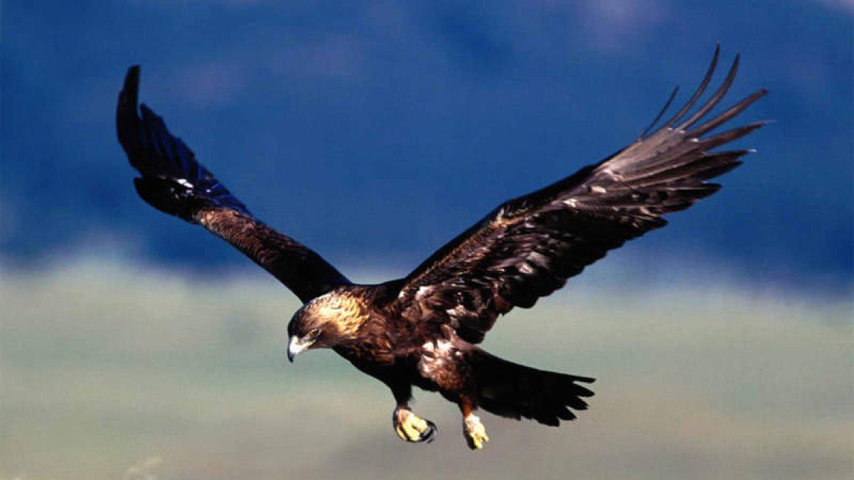 El águila imperial ibérica es una de las aves más amenazadas del mundo y en los 80 casi se extinguió. DL