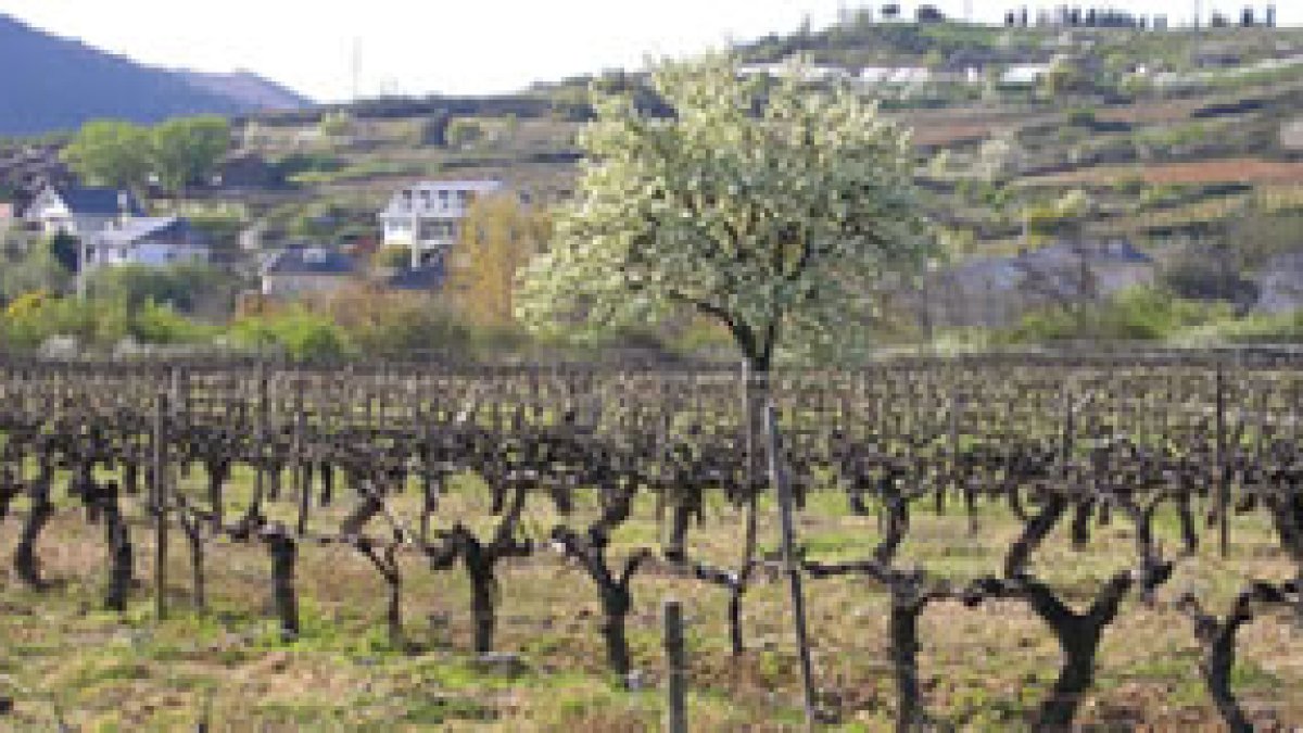 La belleza y privilegiada ubicación del viñedo lo convierten en uno de los atractivos del programa