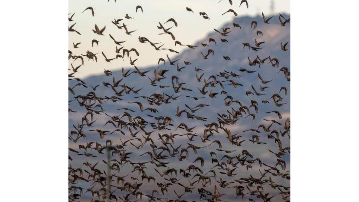 Se trata del catálogo genético más completo de la diversidad de las aves. javier belver
