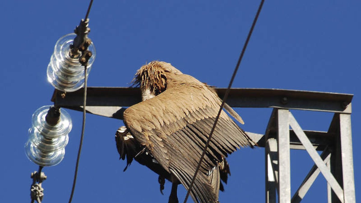 Ejemplar de buitre leonado electrocutado y atrapado en el tendido eléctrico. EFE/Iñigo Fajardo