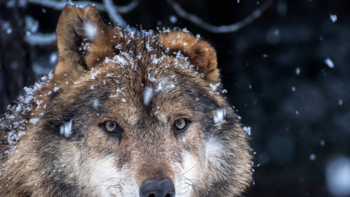 Lobo ibérico en el Centro de Educación Ambiental La Dehesa.