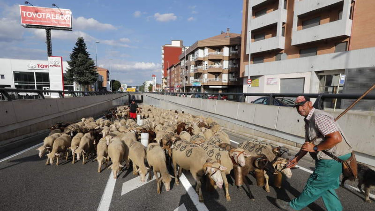 Las ovejas atravesaron un año más la capital en su camino hacia los puertos de Luna y Babia. RAMIRO