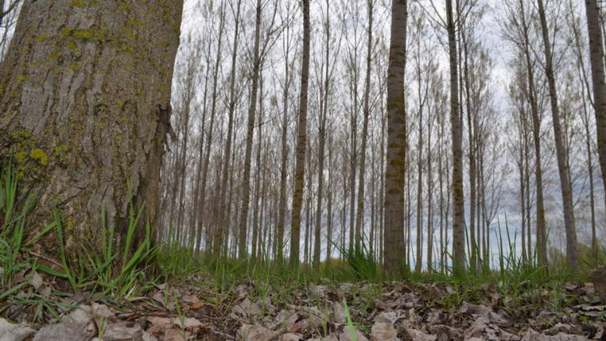 León tiene 19.395 hectáreas de chopos de las cuales 4.983 están plantadas en el dominio público hidráulico. MEDINA