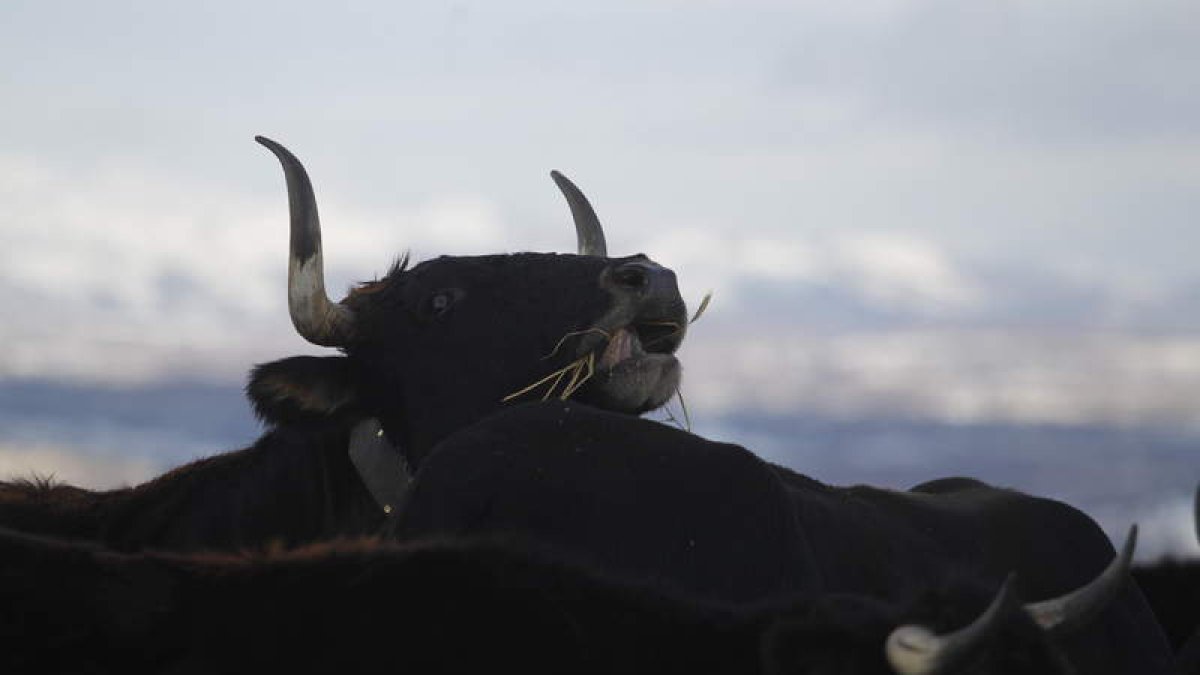Los sistemas que garantizan la salud de los animales repercuten también en un menor consumo de antibióticos. jesús f. salvadores