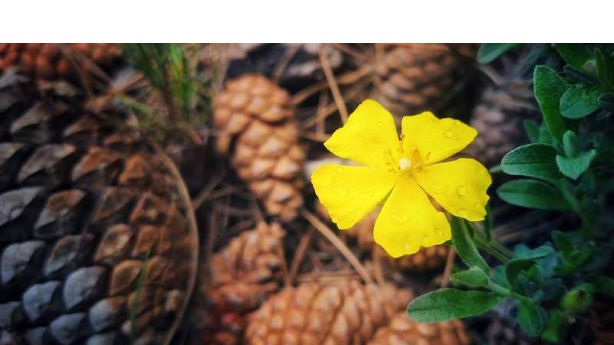 Flor amarilla. DAVID CAMPOS 2023