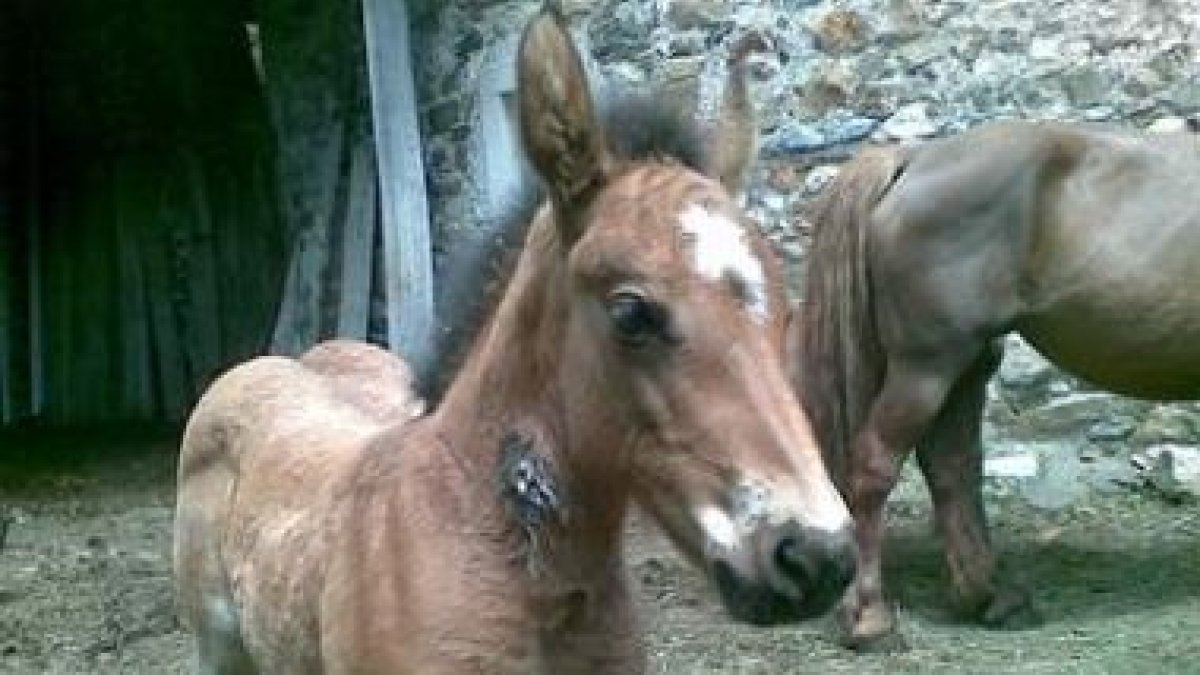 Uno de los potros de Polvoredo con una herida en el cuello por el ataque de los lobos.