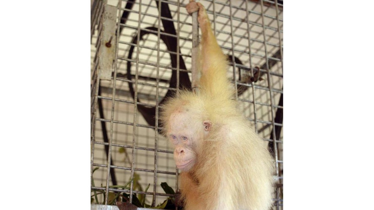 Esta primate fue rescatada el pasado 19 de abril. BOSF