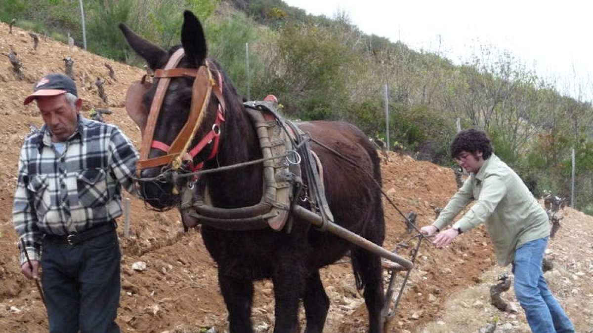 Ricardo Pérez Palacios guíael arado en las escarpadas laderas de Corullón delas que naceel ‘Moncerbal’.