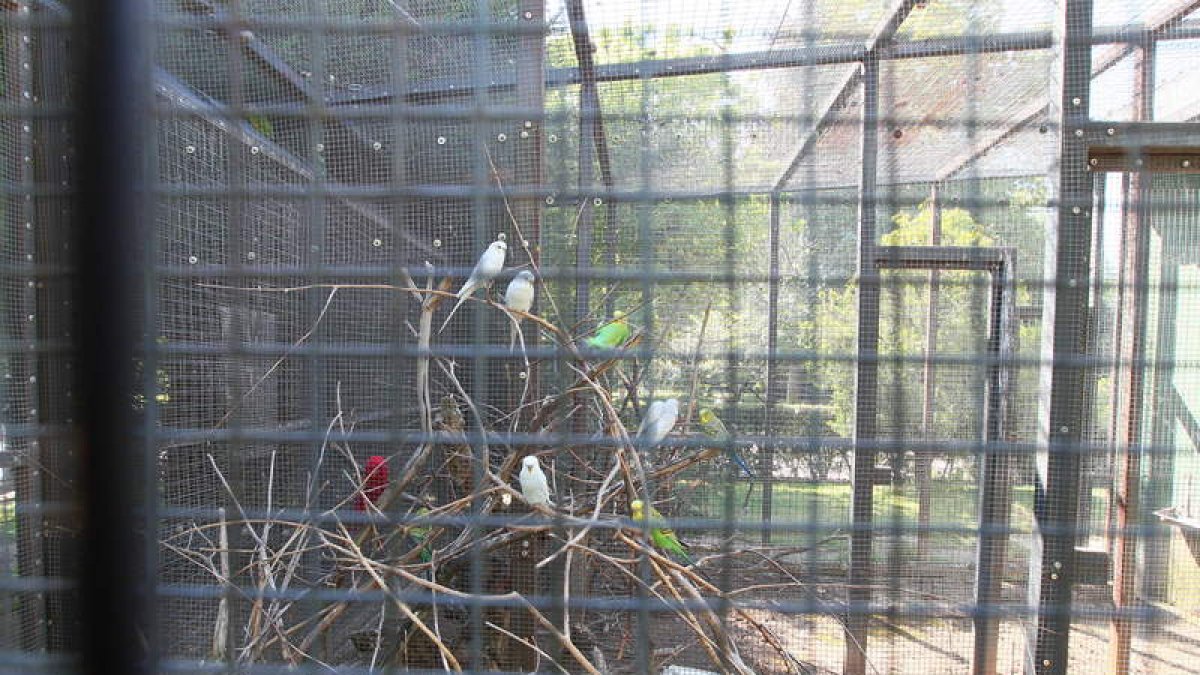 Aves en las jaulas de la pajarera del Parque de Quevedo, que sirve para preservar el hábitat.