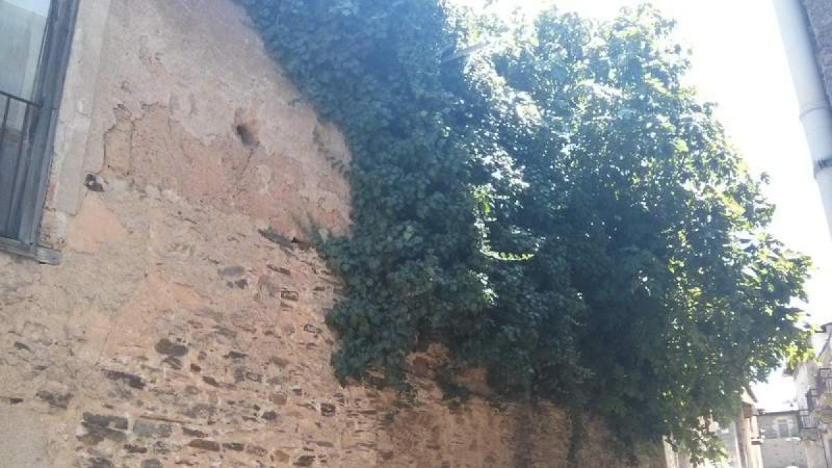 La maleza rebosa en algunos solares de Villar de los Barrios.