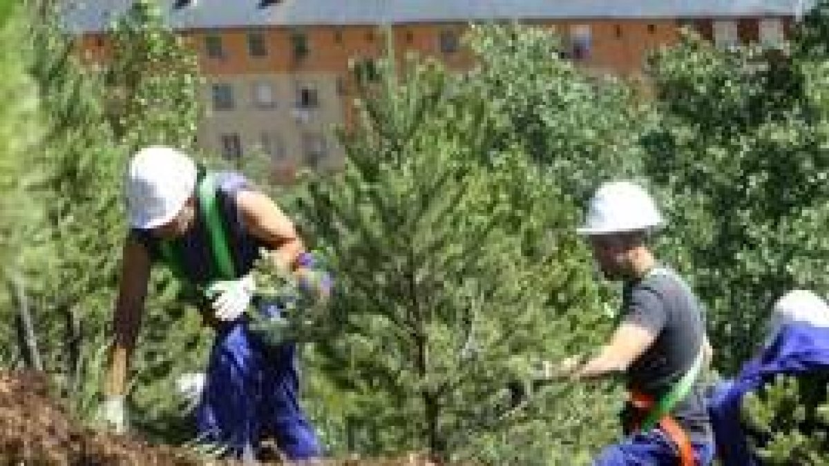 Trabajadores forestales repoblando una ladera en Tremor de Arriba