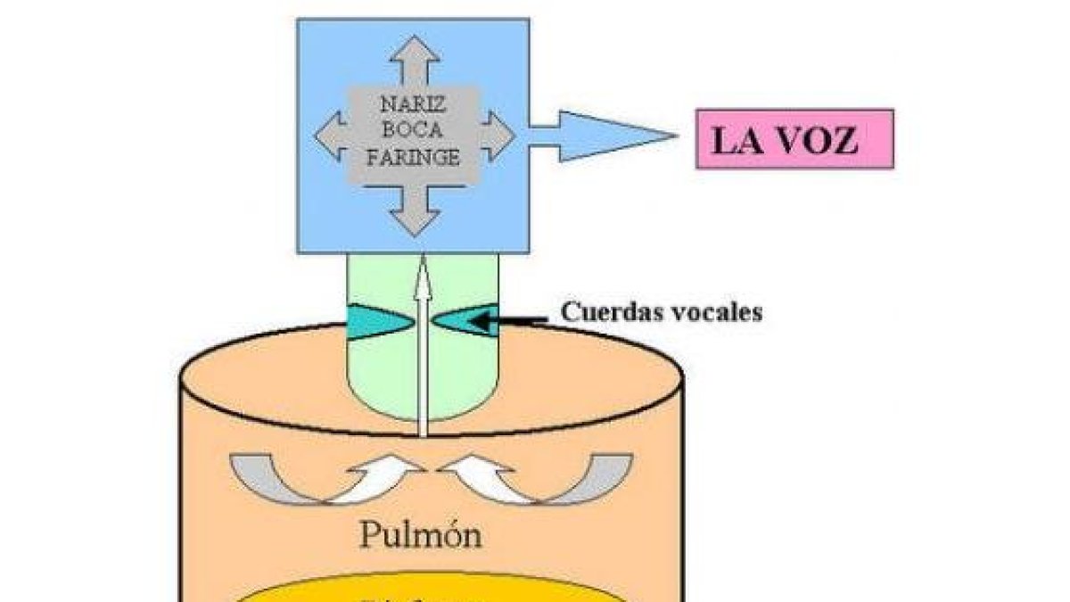 Esquema de cómo se produce la voz