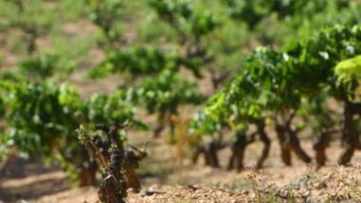 La variedad godello está empezando a ser muy demandada en todos los mercados.