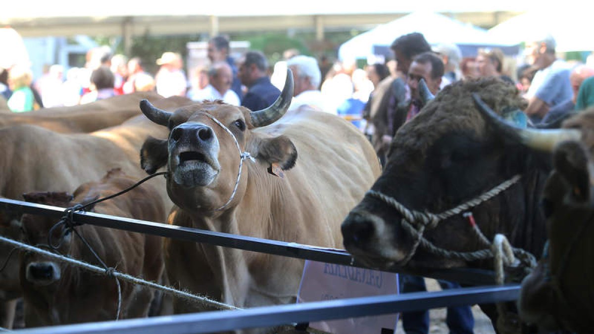 Vacas participantes en la feria de ganado que tuvo lugar ayer en Balboa. ANA F. BARREDO
