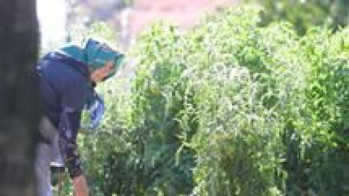 Una anciana cuida de los cultivos en su huerta