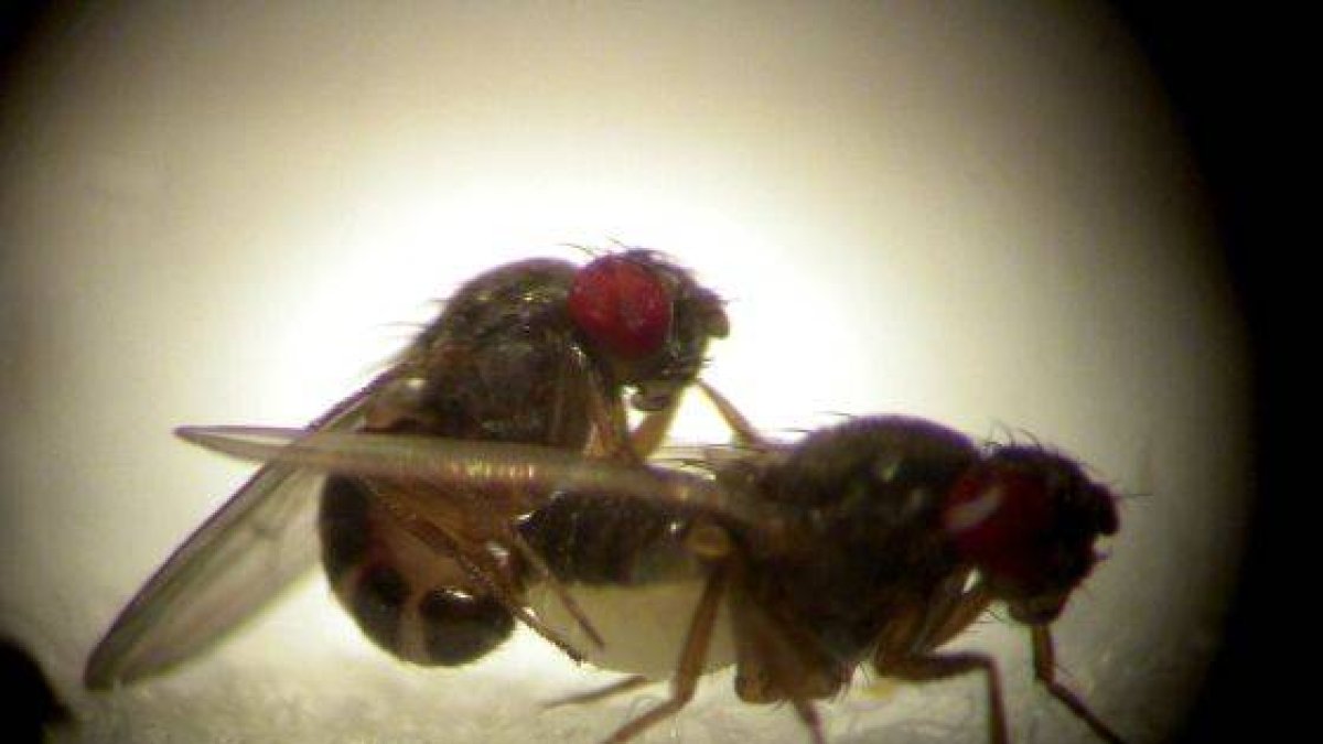Ejemplar de mosca drosophila.