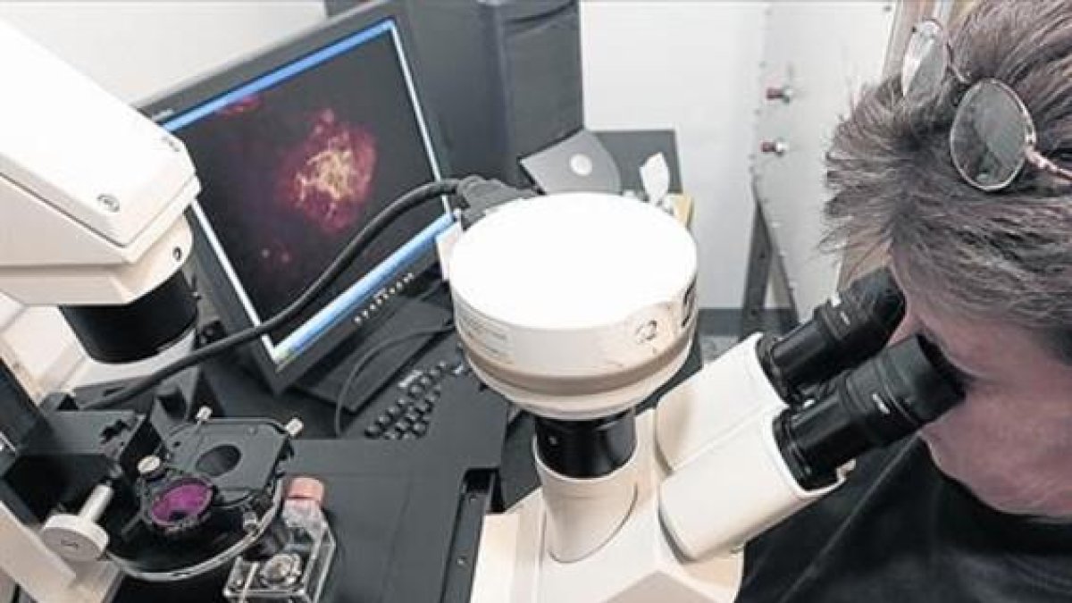 Una investigadora observa a través de un microscopio.