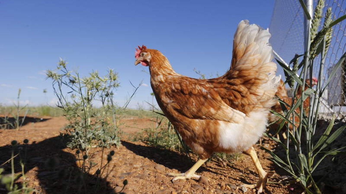 Una gallina, en una granja de cría en libertad. JESÚS F. SALVADORES