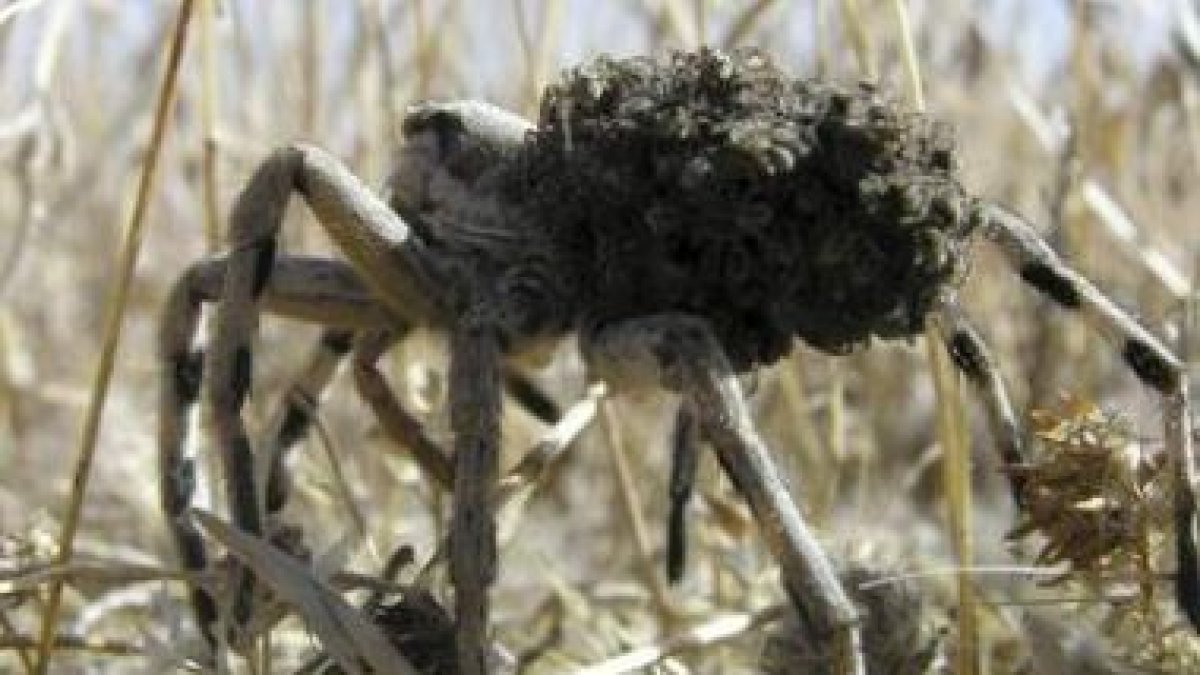 La tarántula mediterránea usa la información que recibe por las patas para orientarse.