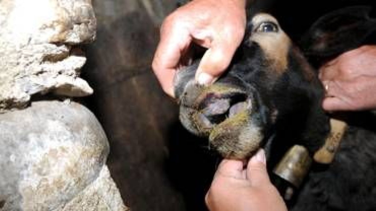 Los casos denunciados por ganaderos de Picos en agosto nunca fueron confirmados por la Junta