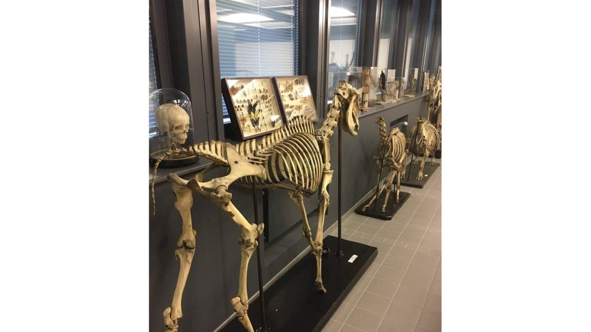 Una muestra de esqueletos pertenecientes a la colección de la Sorbonne Universitè. DL