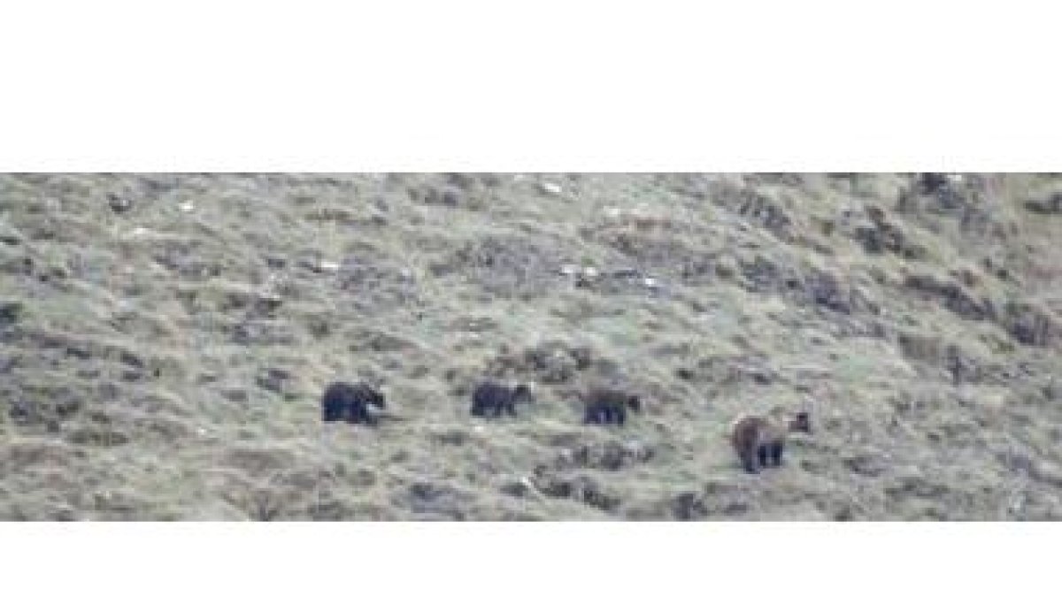 La población occidental, con más de cien osos en la actualidad, se aleja de una extinción inminente,