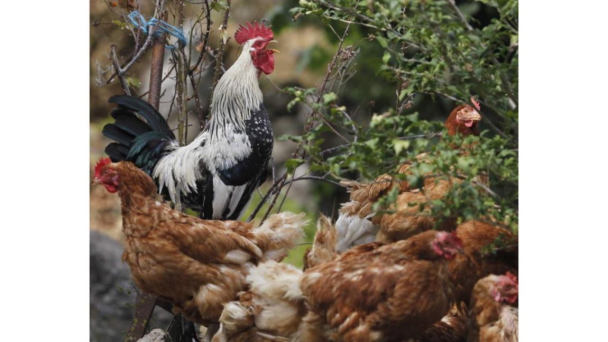 Gallo y gallinas en un corral doméstico. jesús f. salvadores