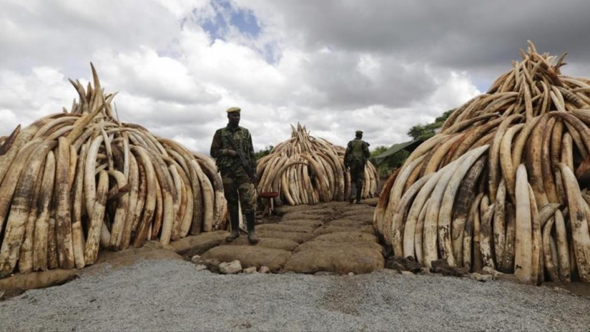 Agentes del Servicio de Conservacion de la Fauna de Kenia patrullan junto a algunas de las incautaciones de marfil en el Parque Nacional de Nairobi, el pasado mes de abril.