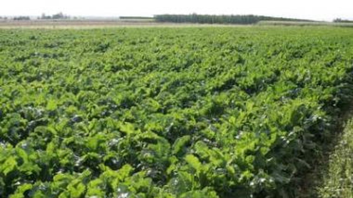 Aspecto de la remolacha en pleno crecimiento en la ribera del Órbigo en el mes de agosto.