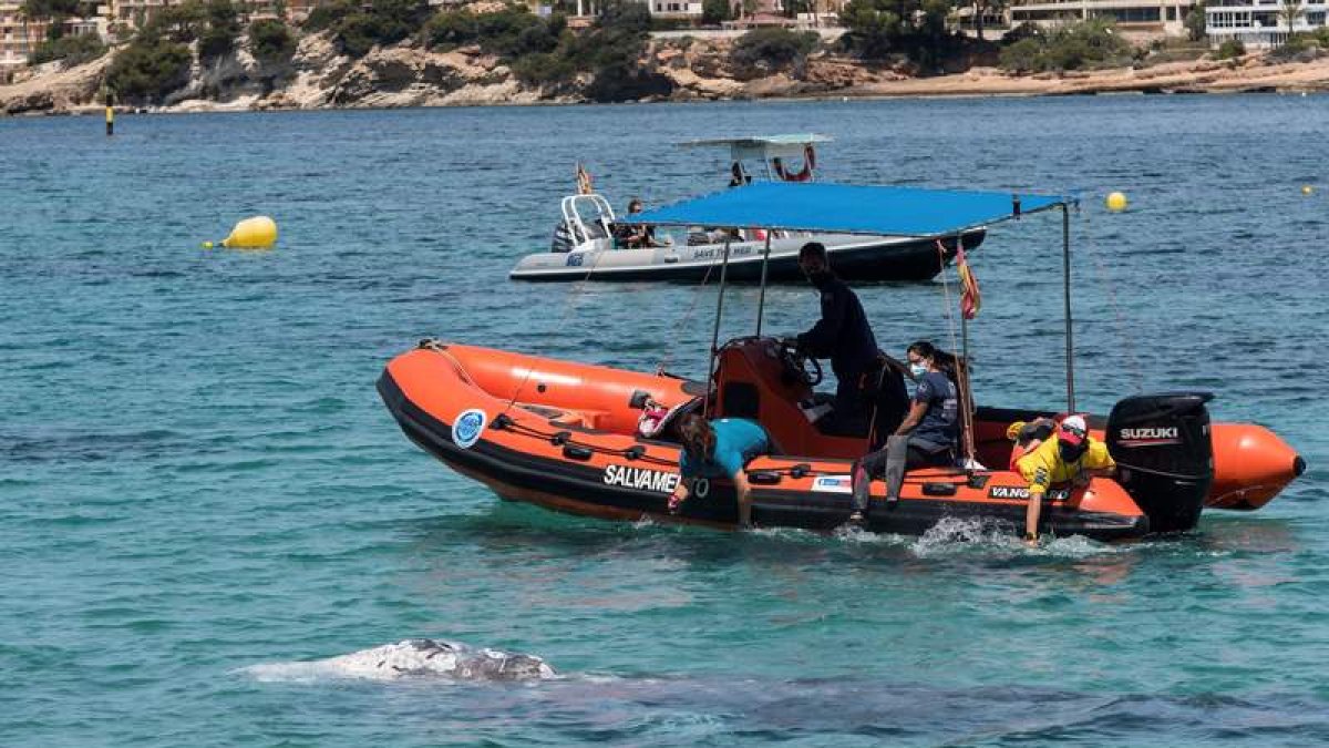 Técnicos del Consorcio de Recuperación de Fauna de Baleares y del Palma Aquarium realizan el seguimiento. ATIENZA