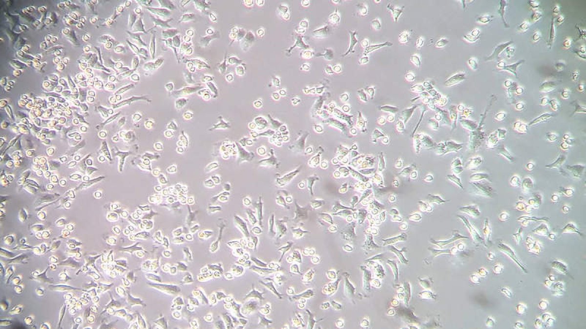 Cultivo celular en el laboratorio. DL
