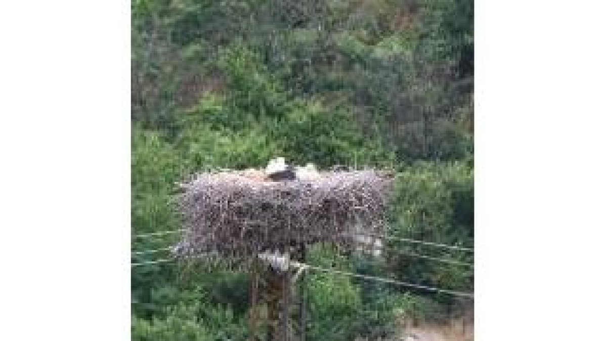 La cigüeña no sale del nido, ubicado en una torreta en Puente Boeza
