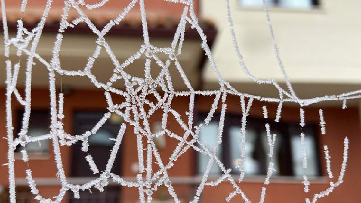 Una tela de araña congelada por el frío. RAMIRO