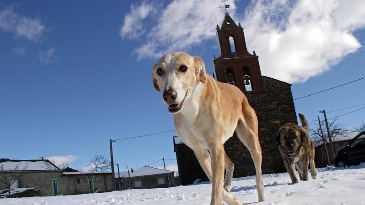 Dos perros entre la nieve caída en Castro de Cepeda
