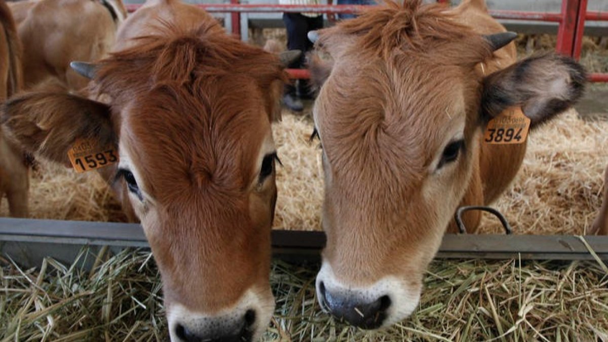Imagen de archivo de una feria agropecuaria. DL