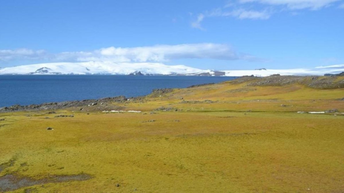 Territorio cubierto por musgos en la Isla Green (o Verde), en la península Antártica, con icebergs al fondo.