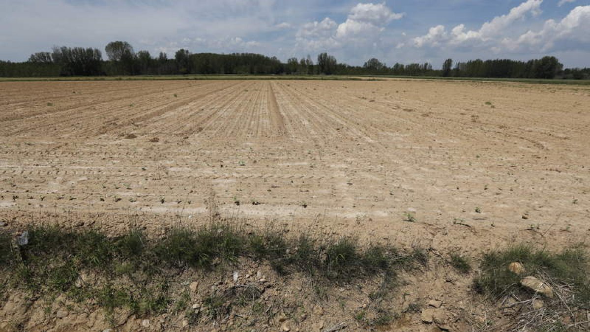 Finca afectada por la sequía en Santibáñez del Esla. JESÚS F. SALVADORES