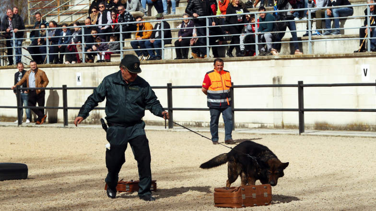 La unidad canina de la Guardia Civil busca hachís en unas maletas, ayer en el recinto ferial. BARREDO